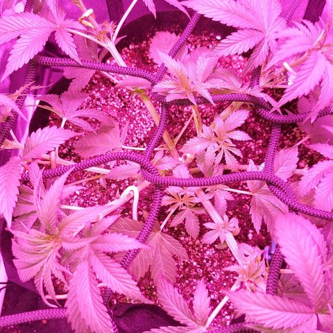 Red Skittelz  growlog timeline photo