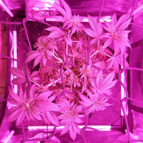 Red Skittelz  growlog timeline photo