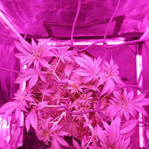Red Skittelz  growlog timeline photo