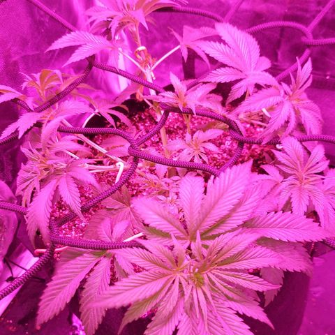 Red Skittelz  growlog timeline photo