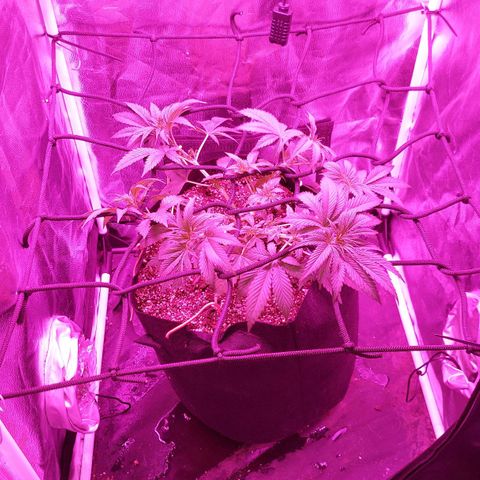 Red Skittelz  growlog timeline photo