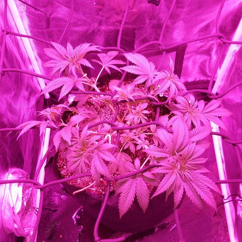 Red Skittelz  growlog timeline photo