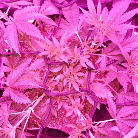 Red Skittelz  growlog timeline photo