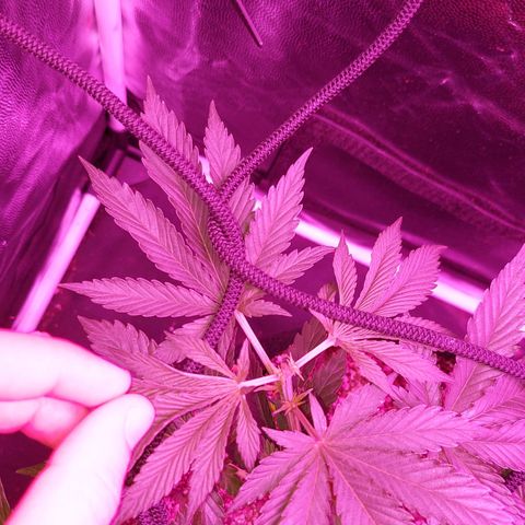 Red Skittelz  growlog timeline photo
