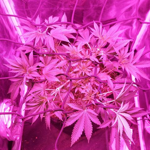 Red Skittelz  growlog timeline photo