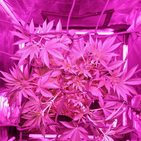 Red Skittelz  growlog timeline photo