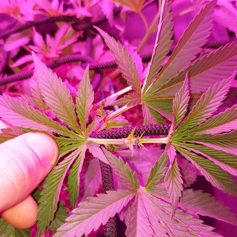 Red Skittelz  growlog timeline photo