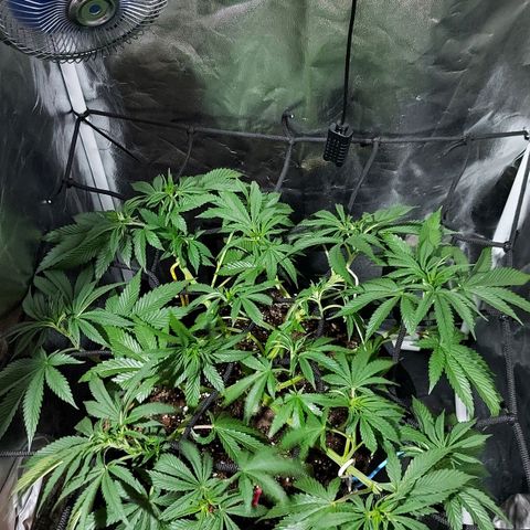 Red Skittelz  growlog timeline photo