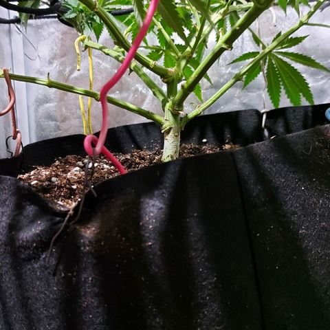 Red Skittelz  growlog timeline photo