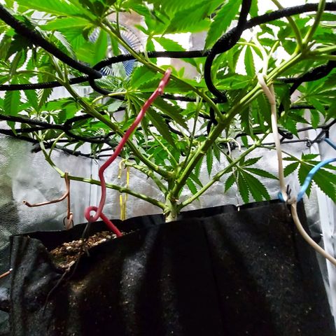 Red Skittelz  growlog timeline photo