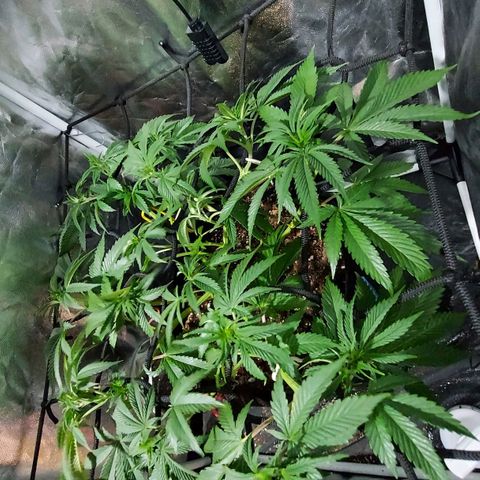 Red Skittelz  growlog timeline photo