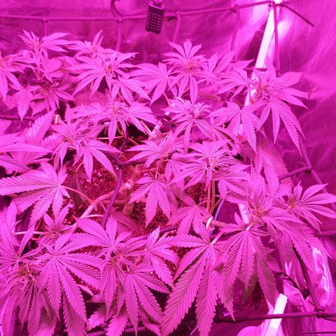 Red Skittelz  growlog timeline photo