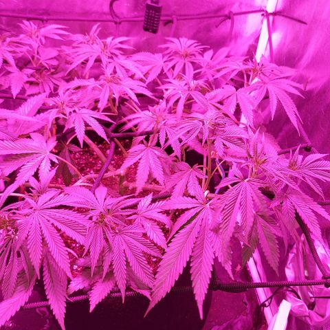 Red Skittelz  growlog timeline photo