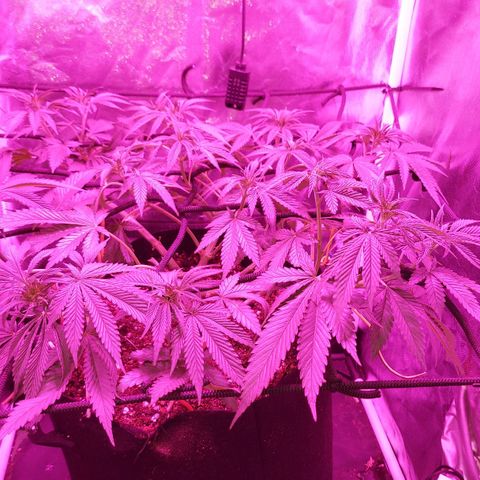 Red Skittelz  growlog timeline photo