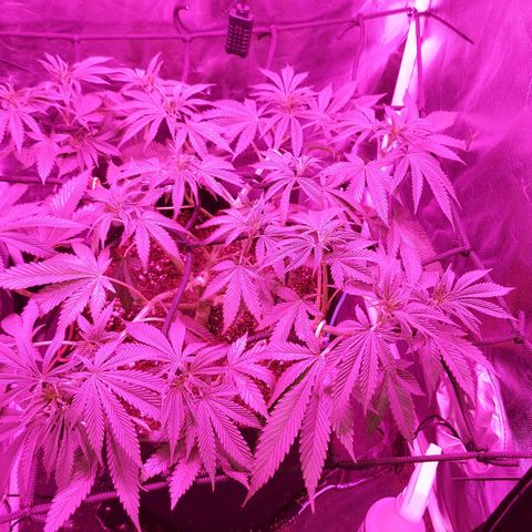 Red Skittelz  growlog timeline photo