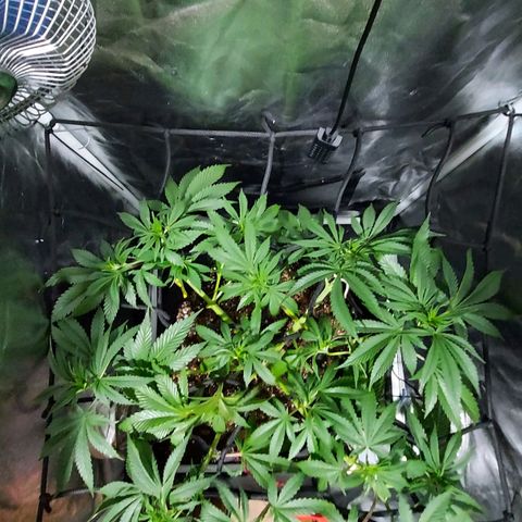 Red Skittelz  growlog timeline photo