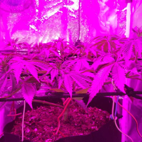 Red Skittelz  growlog timeline photo