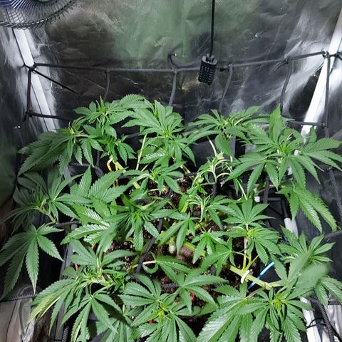 Red Skittelz  growlog timeline photo