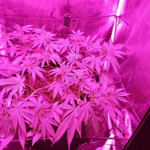 Red Skittelz  growlog timeline photo