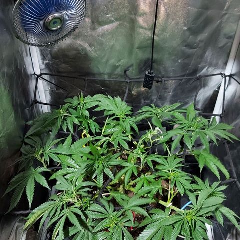 Red Skittelz  growlog timeline photo