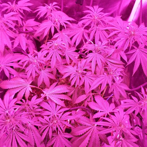 Red Skittelz  growlog timeline photo