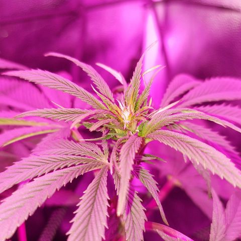 Red Skittelz  growlog timeline photo