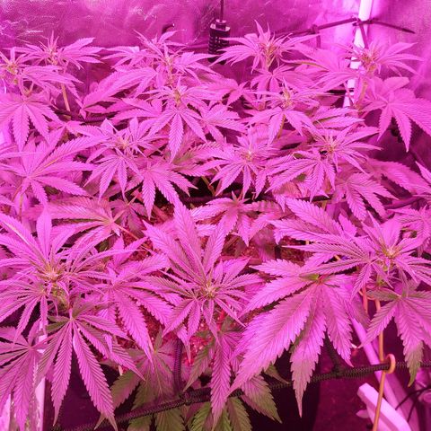 Red Skittelz  growlog timeline photo