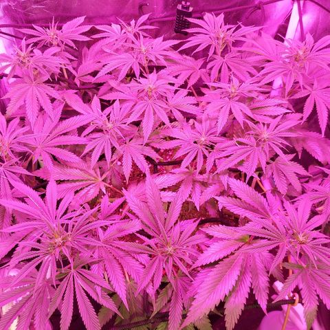 Red Skittelz  growlog timeline photo