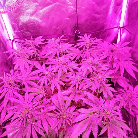 Red Skittelz  growlog timeline photo