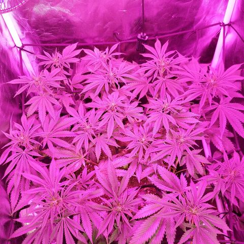 Red Skittelz  growlog timeline photo