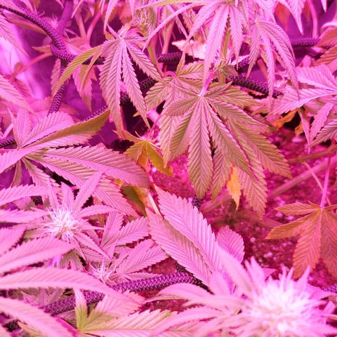 Red Skittelz  growlog timeline photo