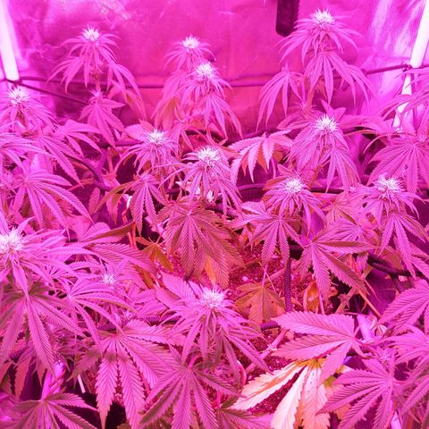 Red Skittelz  growlog timeline photo