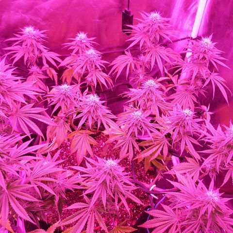 Red Skittelz  growlog timeline photo