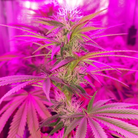 Red Skittelz  growlog timeline photo