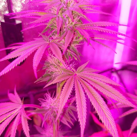 Red Skittelz  growlog timeline photo