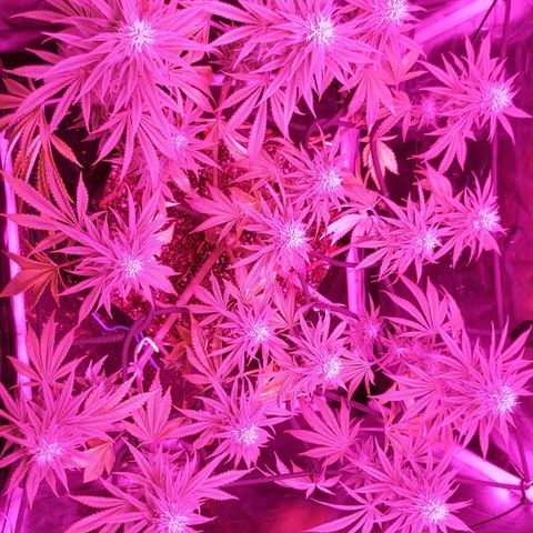 Red Skittelz  growlog timeline photo