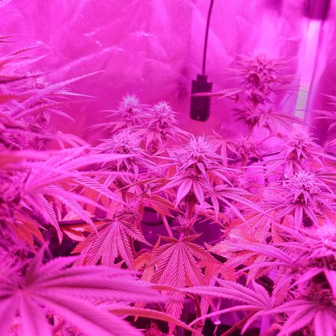 Red Skittelz  growlog timeline photo