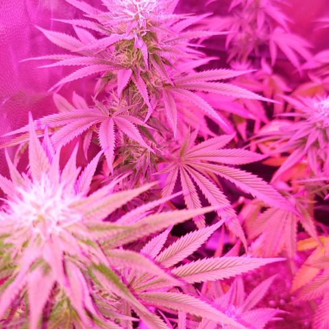 Red Skittelz  growlog timeline photo