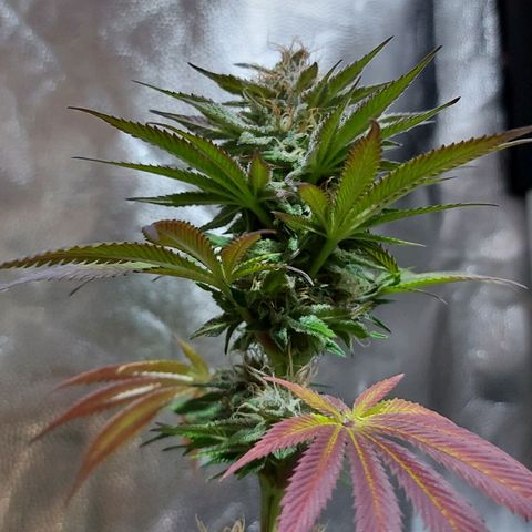 Red Skittelz  growlog timeline photo