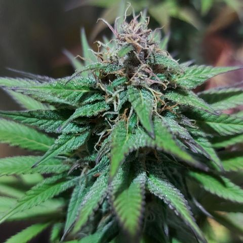 Red Skittelz  growlog timeline photo