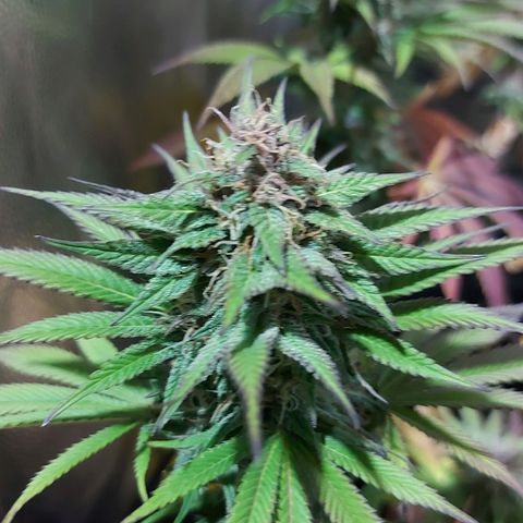 Red Skittelz  growlog timeline photo