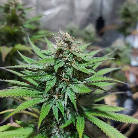 Red Skittelz  growlog timeline photo