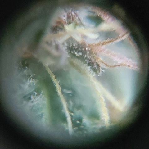 Red Skittelz  growlog timeline photo