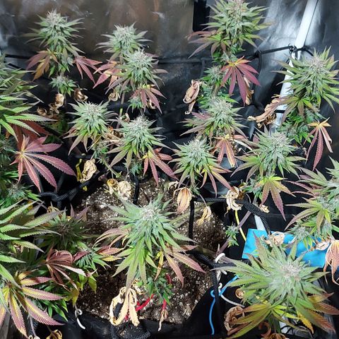 Red Skittelz  growlog timeline photo