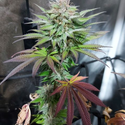 Red Skittelz  growlog timeline photo