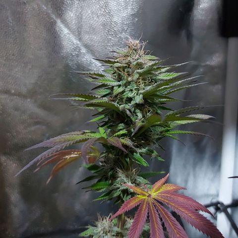 Red Skittelz  growlog timeline photo