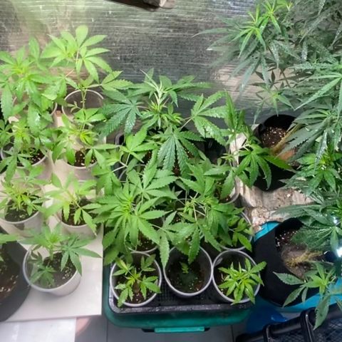 Malawi growlog timeline photo