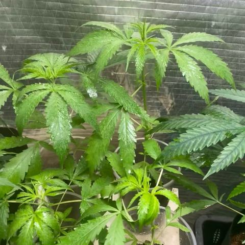 Malawi growlog timeline photo