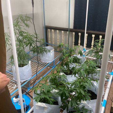 Critical (8/9) growlog timeline photo