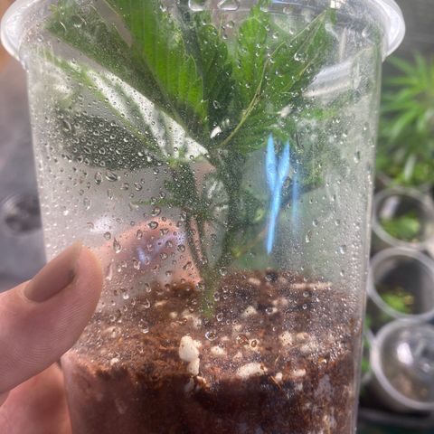 Critical (8/9) growlog timeline photo